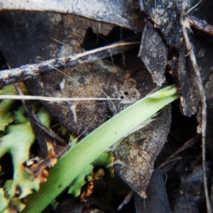 Cyanicula caerulea at Point 3852 - suppressed