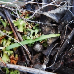 Cyanicula caerulea at Point 3852 - suppressed