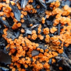 Pyronemataceae (A cup fungus familiy) at Aranda Bushland - 28 Jun 2016 by CathB