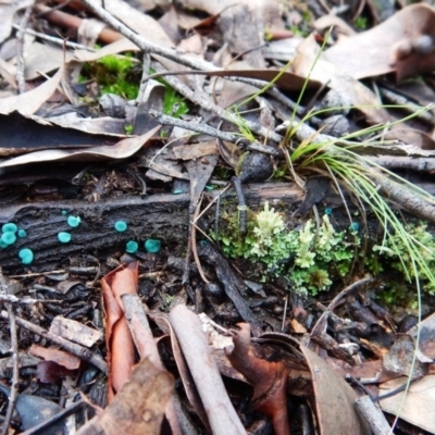 Chlorociboria (An elfcup fungus) at Aranda Bushland - 20 Jun 2016 by CathB