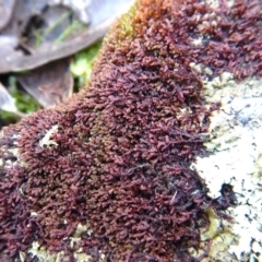 Frullania (A liverwort) at Aranda Bushland - 20 Jun 2016 by CathB