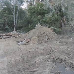 Anredera cordifolia at Paddys River, ACT - 29 Jun 2016