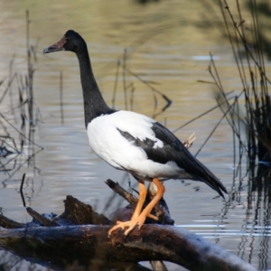 Anseranas semipalmata at Paddys River, ACT - 29 Jun 2016