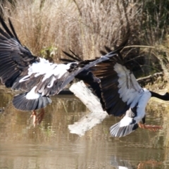 Anseranas semipalmata at Paddys River, ACT - 29 Jun 2016