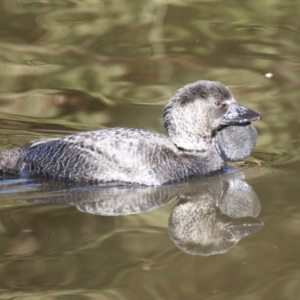 Biziura lobata at Paddys River, ACT - 29 Jun 2016