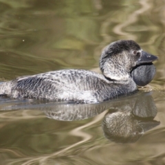 Biziura lobata at Paddys River, ACT - 29 Jun 2016