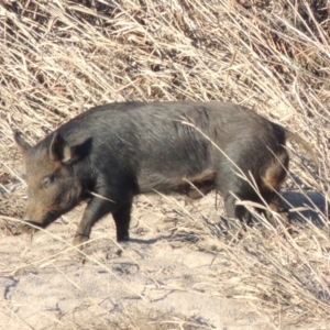 Sus scrofa at Paddys River, ACT - suppressed