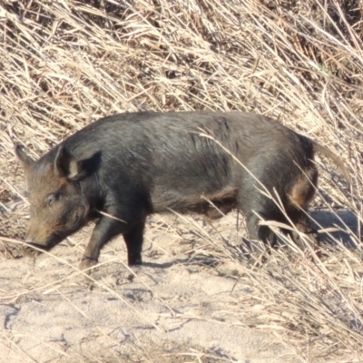 Sus scrofa (Pig (feral)) at Paddys River, ACT - 29 Jun 2016 by michaelb
