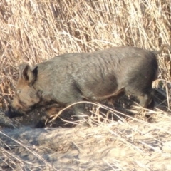 Sus scrofa at Paddys River, ACT - suppressed