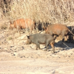 Sus scrofa at Paddys River, ACT - suppressed