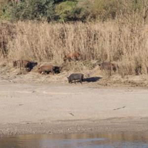 Sus scrofa at Paddys River, ACT - suppressed