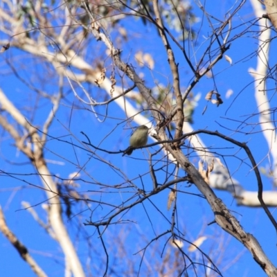 Acanthiza reguloides (Buff-rumped Thornbill) at Majura, ACT - 28 Jun 2016 by petersan