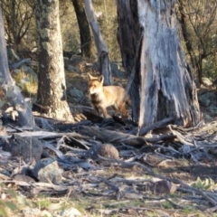 Vulpes vulpes (Red Fox) at Garran, ACT - 21 Jul 2015 by roymcd