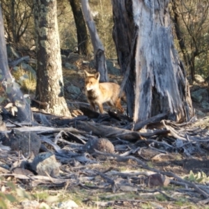 Vulpes vulpes at Garran, ACT - 21 Jul 2015 05:03 PM