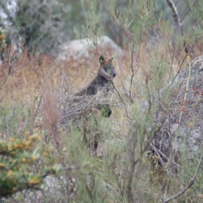 Wallabia bicolor (Swamp Wallaby) at Mount Mugga Mugga - 29 Mar 2016 by roymcd