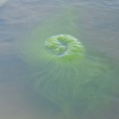 Zygnemaceae (family) (Silkweed (A freshwater algae)) at Bonython, ACT - 26 Mar 2015 by michaelb