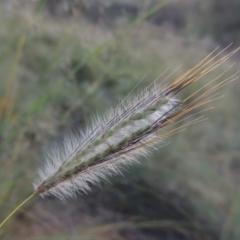 Dichanthium sericeum (Queensland Blue-grass) at Tennent, ACT - 28 Feb 2016 by michaelb