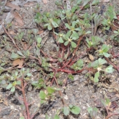 Portulaca oleracea (Munyeroo ,Pigweed, Purslane) at Tennent, ACT - 28 Feb 2016 by MichaelBedingfield