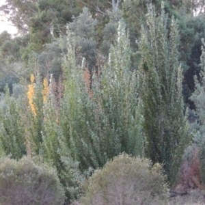 Populus nigra at Tennent, ACT - 28 Feb 2016