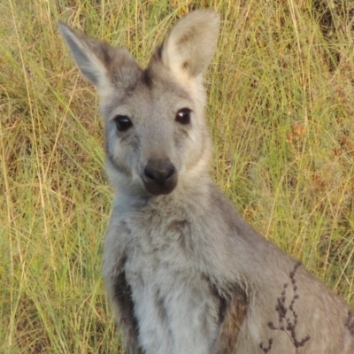 Osphranter robustus robustus (Eastern Wallaroo) at Tennent, ACT - 28 Feb 2016 by MichaelBedingfield