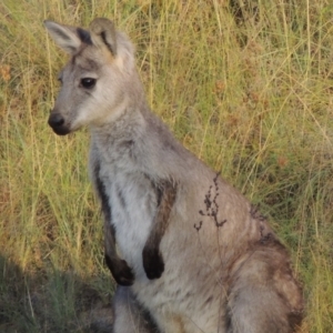 Osphranter robustus at Tennent, ACT - 28 Feb 2016