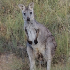 Osphranter robustus at Tennent, ACT - 28 Feb 2016