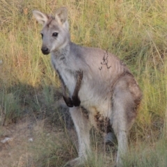 Osphranter robustus robustus at Tennent, ACT - 28 Feb 2016 07:33 PM