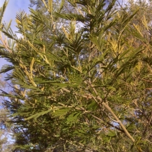 Acacia mearnsii at Jerrabomberra, ACT - 1 Jul 2016 03:37 PM