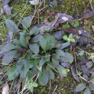 Ajuga australis at Isaacs Ridge - 29 Jun 2016 03:23 PM