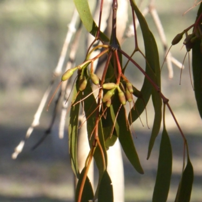 Amyema miquelii (Box Mistletoe) at Isaacs Ridge - 1 Jul 2016 by Mike