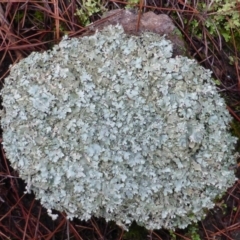 Parmeliaceae (family) (A lichen family) at Isaacs, ACT - 24 Jun 2016 by Mike