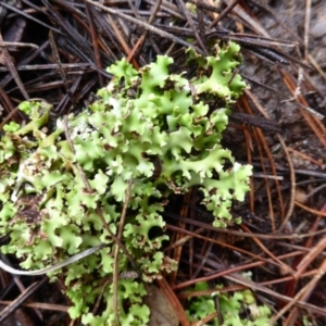 Heterodea sp. at Isaacs, ACT - 24 Jun 2016