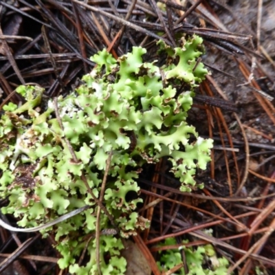 Heterodea sp. (A lichen) at Isaacs, ACT - 24 Jun 2016 by Mike