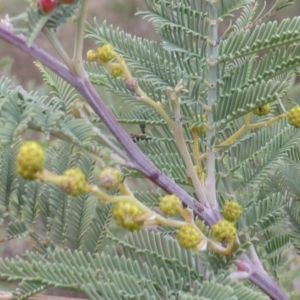 Acacia dealbata at Jerrabomberra, ACT - 24 Jun 2016 04:44 PM