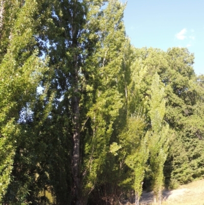 Populus nigra (Lombardy Poplar) at Yarralumla, ACT - 9 Mar 2016 by michaelb
