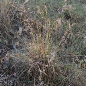 Themeda triandra at Yarralumla, ACT - 9 Mar 2016 06:01 PM