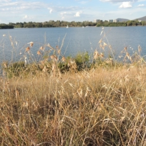 Themeda triandra at Lake Burley Griffin West - 9 Mar 2016