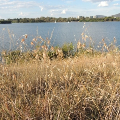 Themeda triandra (Kangaroo Grass) at Lake Burley Griffin West - 9 Mar 2016 by michaelb