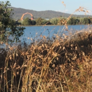 Themeda triandra at Yarralumla, ACT - 9 Mar 2016 06:48 PM