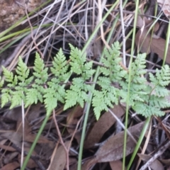 Cheilanthes austrotenuifolia (Rock Fern) at Mount Jerrabomberra QP - 2 Jul 2016 by MattM