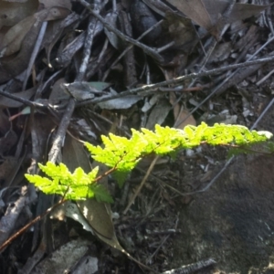 Cheilanthes austrotenuifolia at Jerrabomberra, NSW - 2 Jul 2016