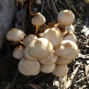 Mycena sp. at Acton, ACT - 1 Jul 2016