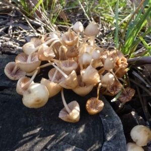 Mycena sp. at Acton, ACT - 1 Jul 2016