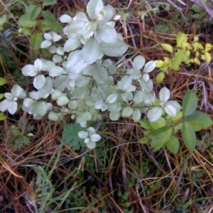 Pittosporum tenuifolium at Isaacs Ridge - 2 Jul 2016