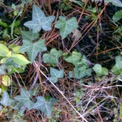 Hedera helix (Ivy) at Isaacs Ridge - 2 Jul 2016 by Mike