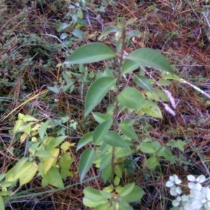 Ligustrum lucidum at Isaacs Ridge - 2 Jul 2016