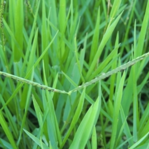 Paspalum distichum at Yarralumla, ACT - 9 Mar 2016 06:07 PM