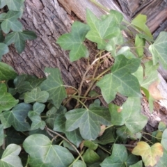 Hedera hibernica (Ivy) at Yarralumla, ACT - 9 Mar 2016 by MichaelBedingfield