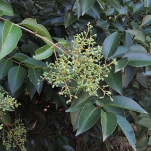 Ligustrum lucidum at Yarralumla, ACT - 9 Mar 2016 06:18 PM