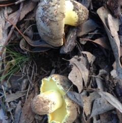 zz bolete at Nicholls, ACT - 11 Jun 2016 by gavinlongmuir